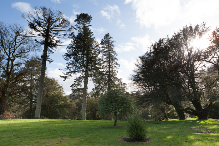 Botanic Gardens Kilmacurragh Eklaprod